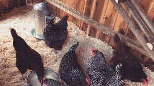 Zigmaz-gallinas-Lady-Gaga-Instagram