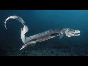 Tiburón Anguila