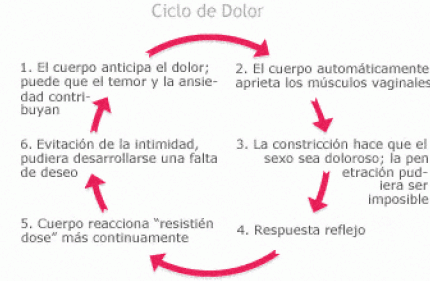 Vaginismo, Ciclo e Dolor