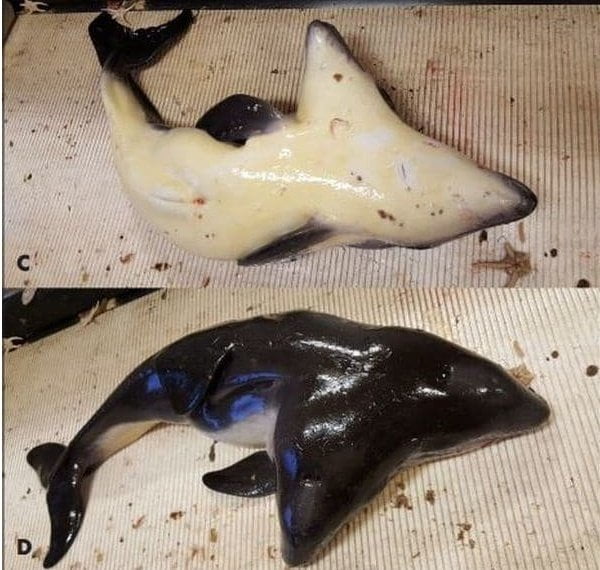 Delfin-de-dos-cabezas