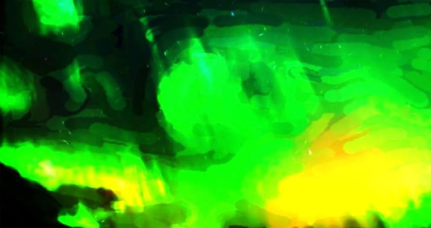 Zigmaz-POLYCROMIA BOREAL