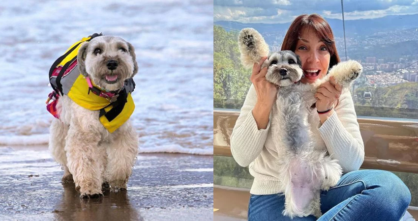 Zigmaz-laika schnauzer viajera