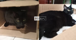 Zigmaz-porque a los gatos les gustan las cajas 01