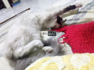 Zigmaz-Porque los gatos duermen en posiciones incomodas 01