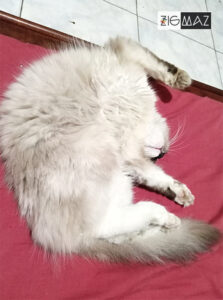 Zigmaz-Porque los gatos duermen en posiciones incomodas 02