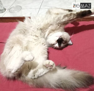 Zigmaz-Porque los gatos duermen en posiciones incomodas 03