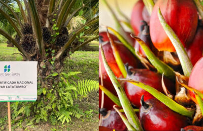 Grupo San Simón participa en la producción sostenible de aceite de palma