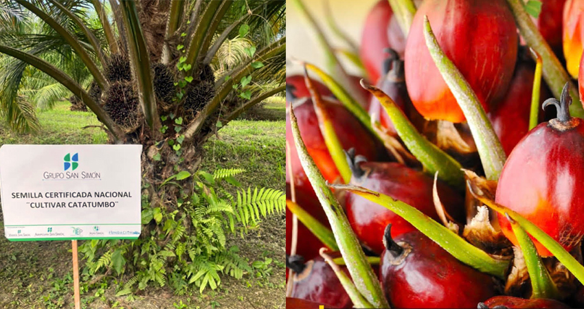 Grupo San Simon Aceite de palma-ZIgmaz