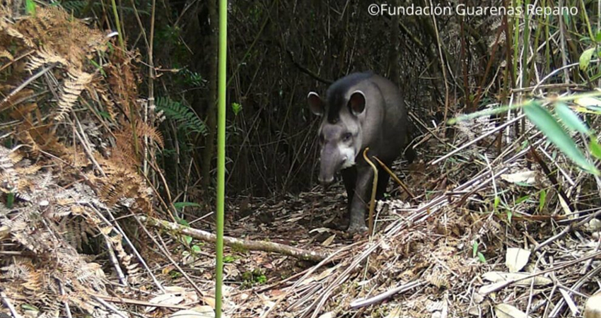 Dantas en el avila 01-Zigmaz