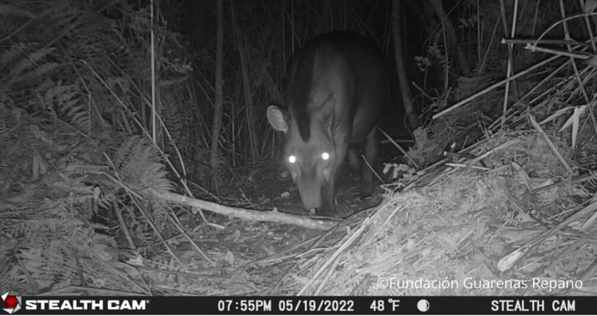 Dantas en el avila 02-Zigmaz