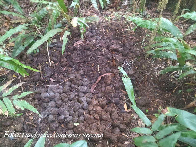 Dantas en el avila 03-Zigmaz