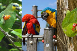 Loros en la naturaleza Día mundial del loro