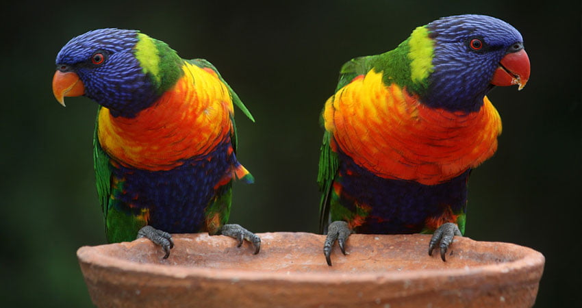 Loros en la naturaleza Día mundial del loro 1