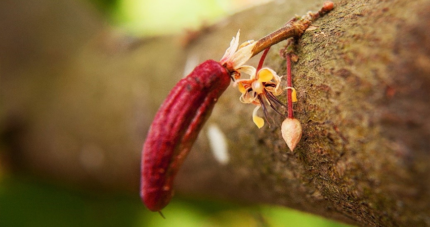 Venezuela celebra el 1 de octubre el Día Nacional del Cacao 01