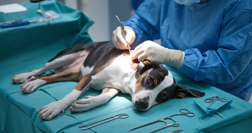 Esterilizacion de mascotas 02