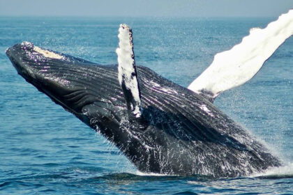 23 de julio dia dedicado a las Ballenas y los Delfines