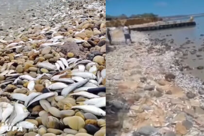Peces en la orilla isla de Margarita