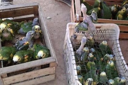 Aves exóticas en cautiverio
