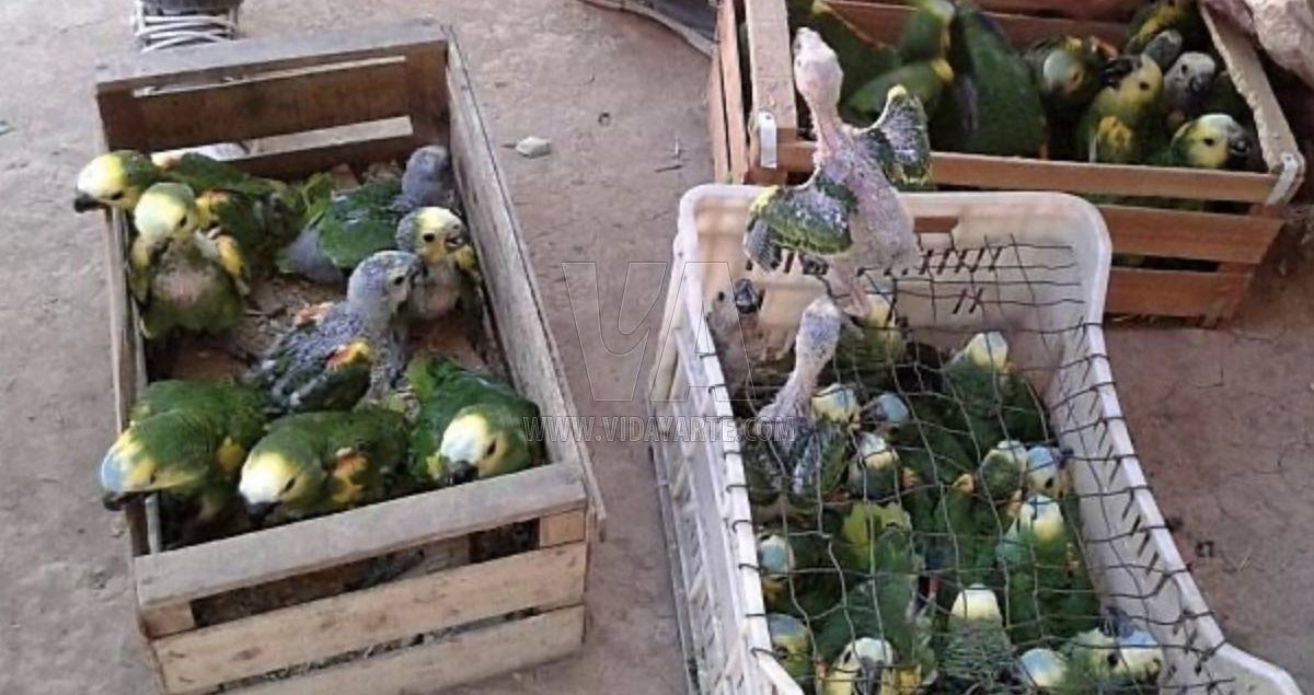 Aves exóticas en cautiverio